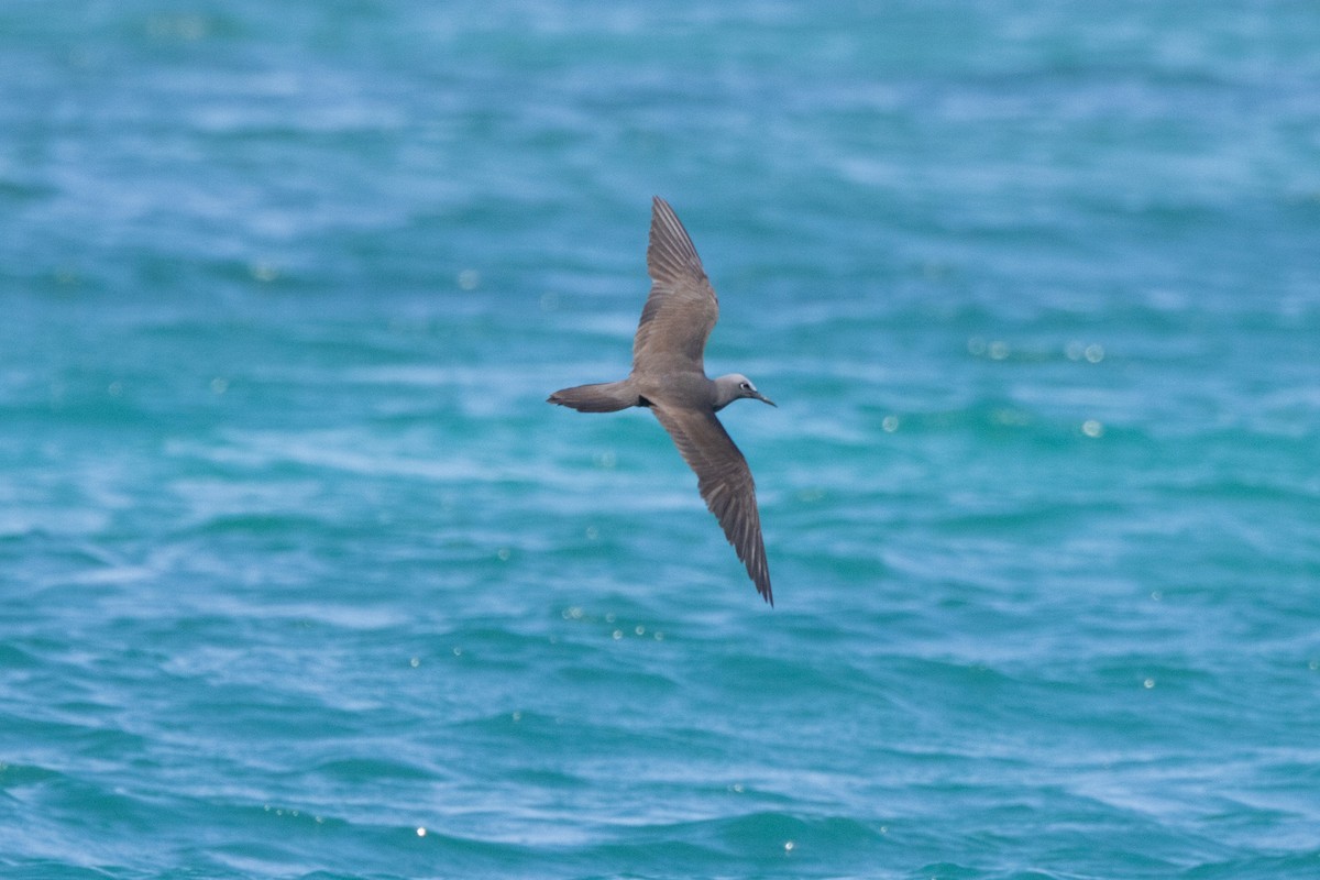 Noddi brun - ML652425894