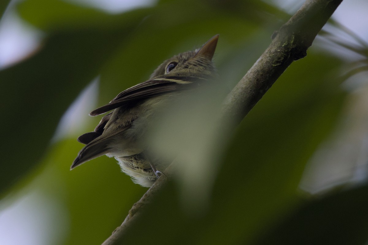 Yellow-bellied Flycatcher - ML652425963