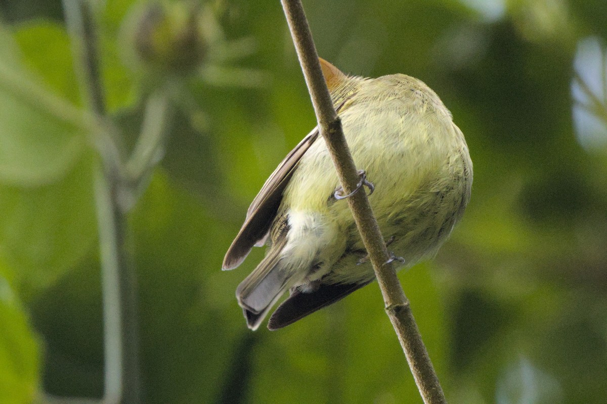Yellow-bellied Flycatcher - ML652425964