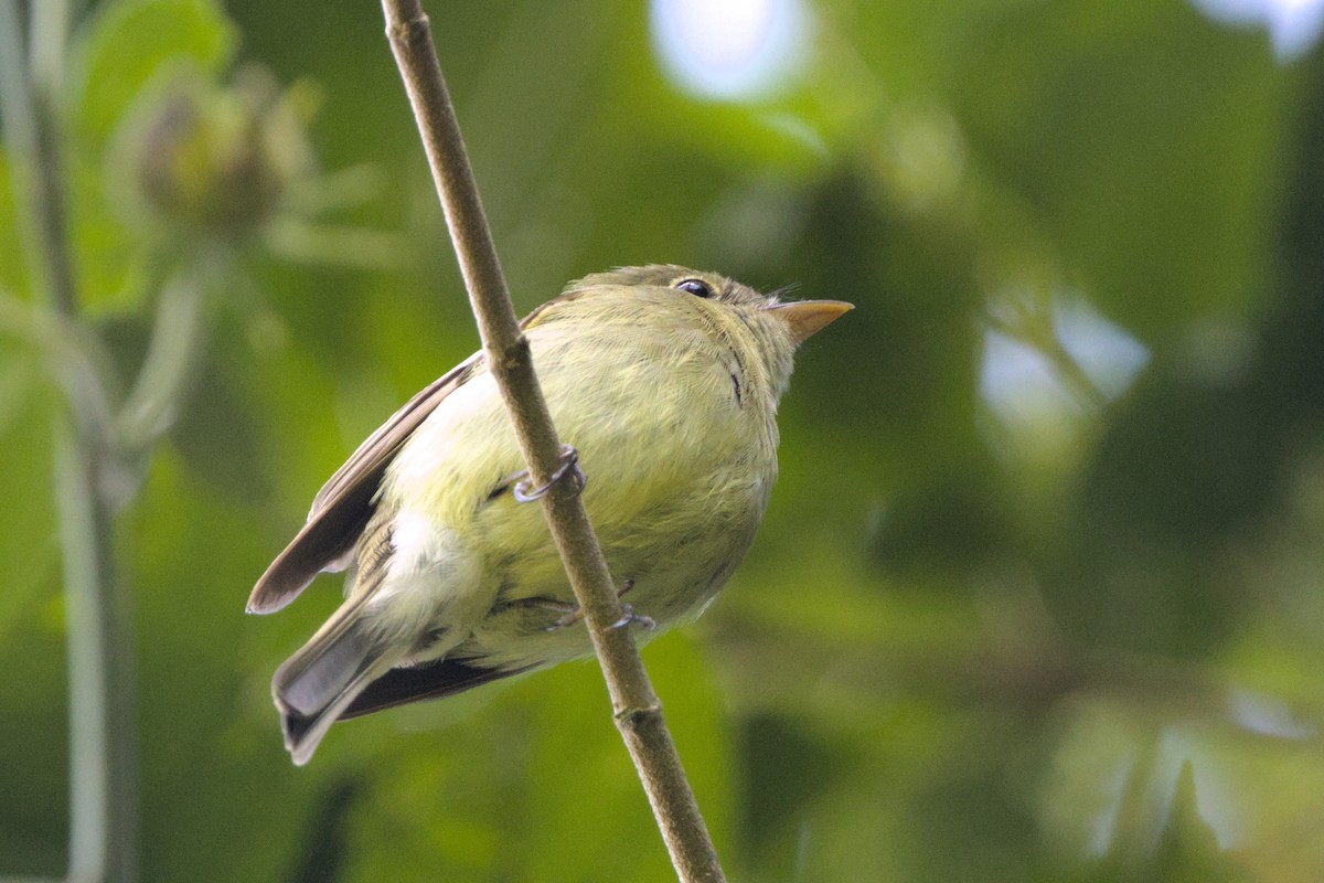 Yellow-bellied Flycatcher - ML652425965
