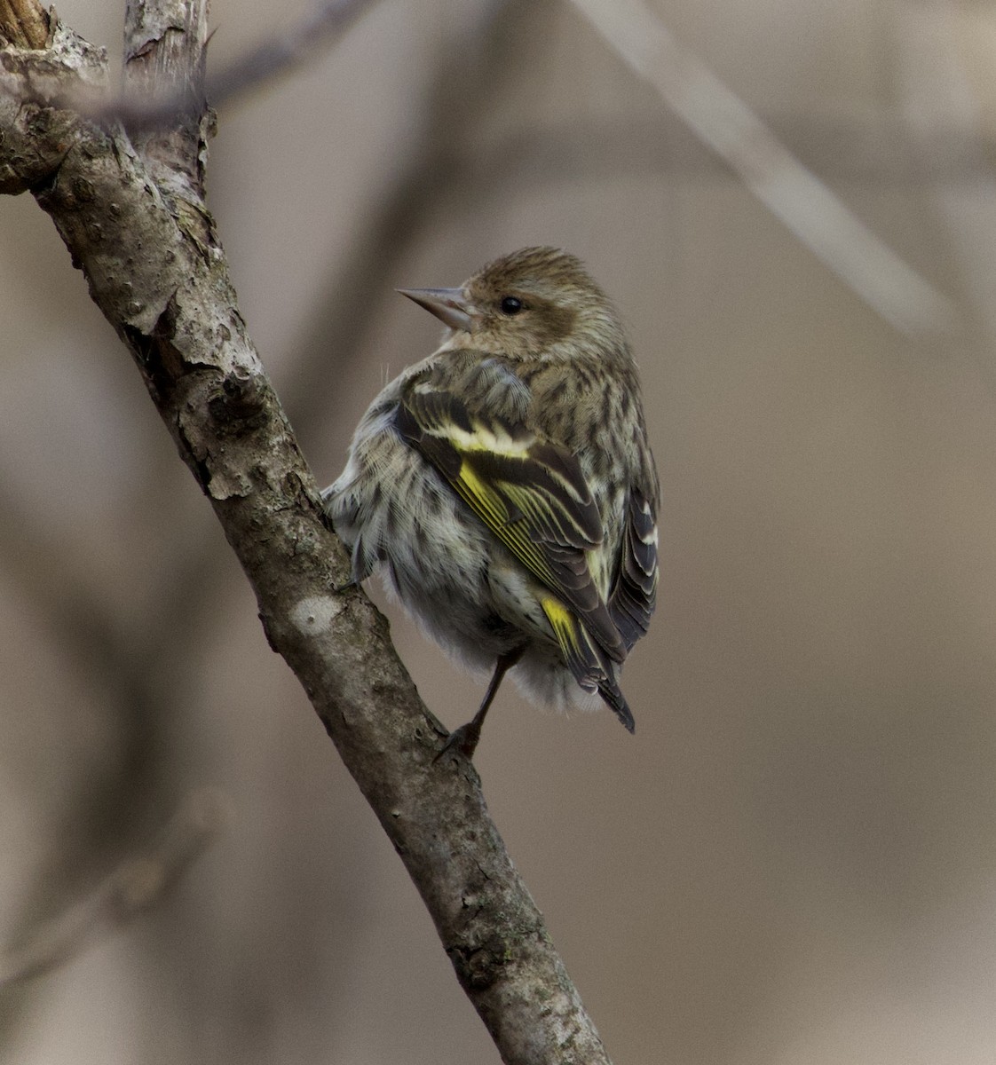 Pine Siskin - ML652426031