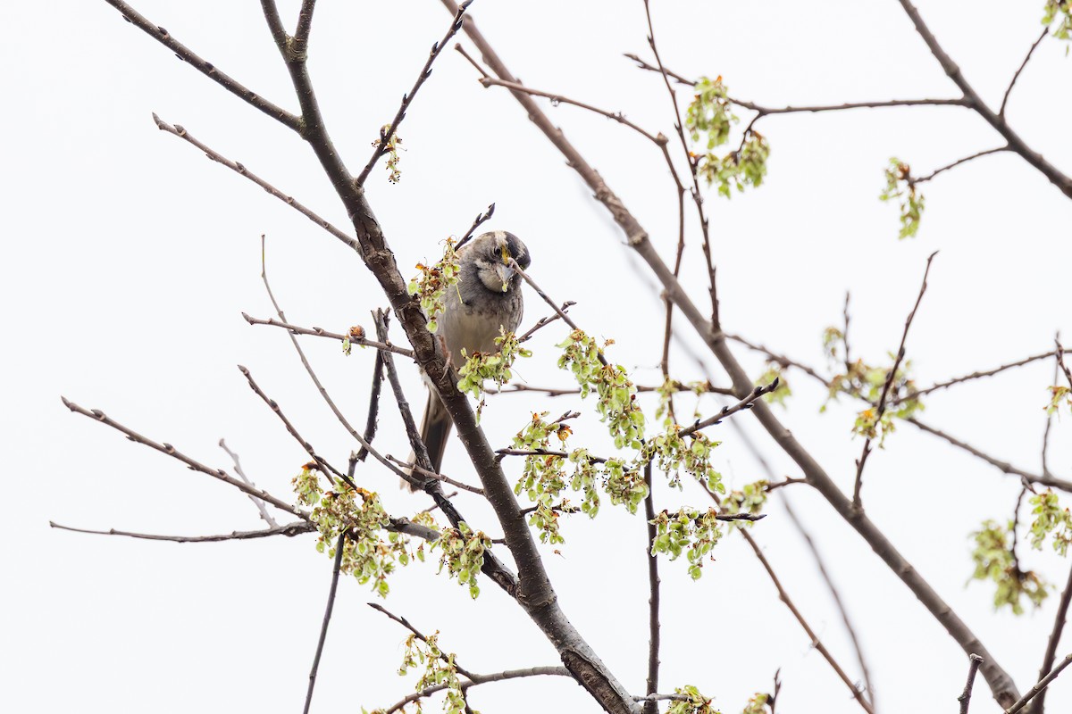 Chingolo Gorjiblanco - ML652426078