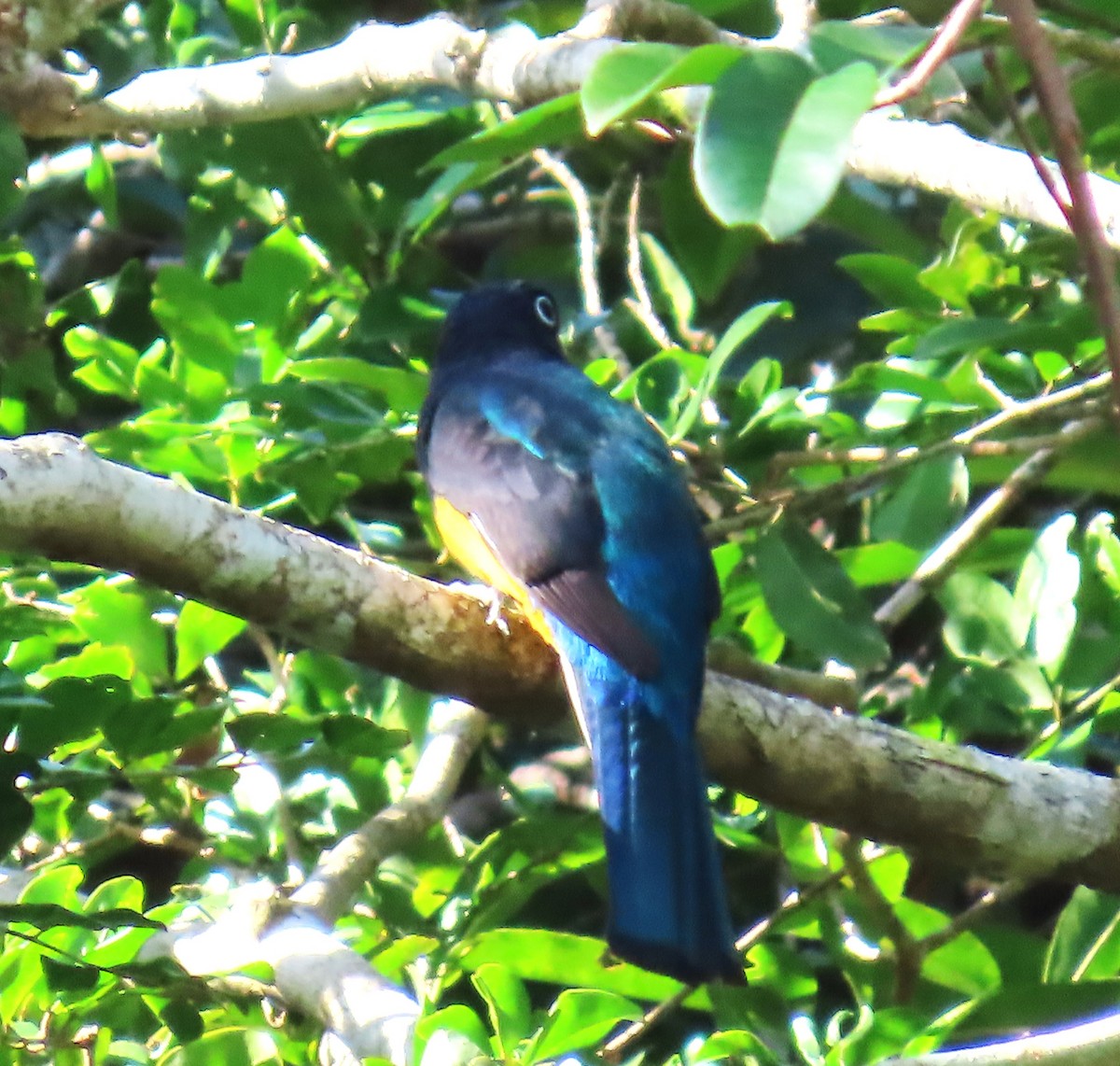 Trogón Dorsiverde - ML652426115