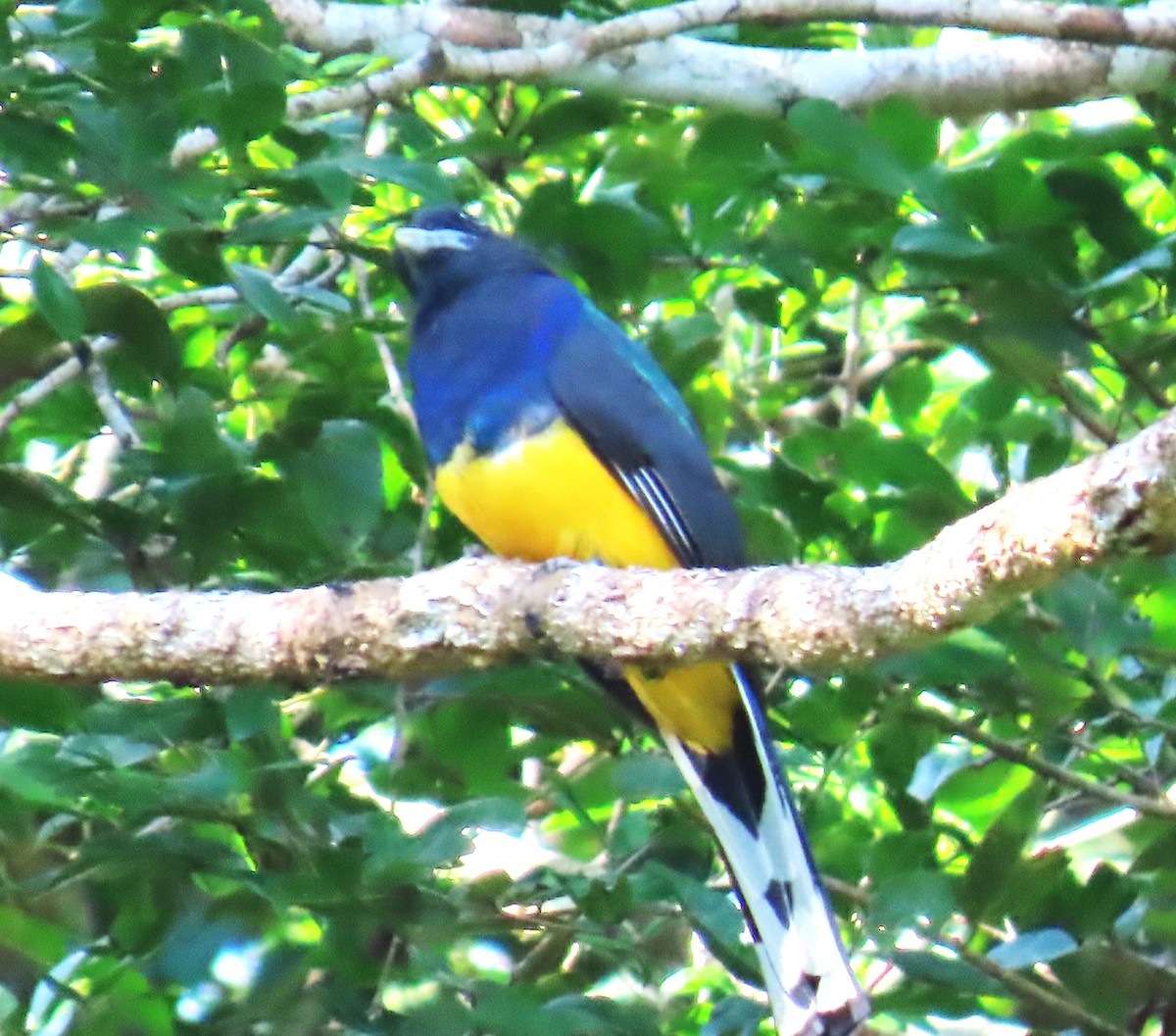 Trogón Dorsiverde - ML652426201