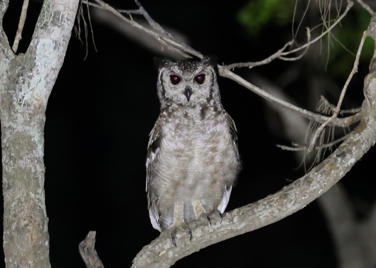 Grayish Eagle-Owl - ML652426316