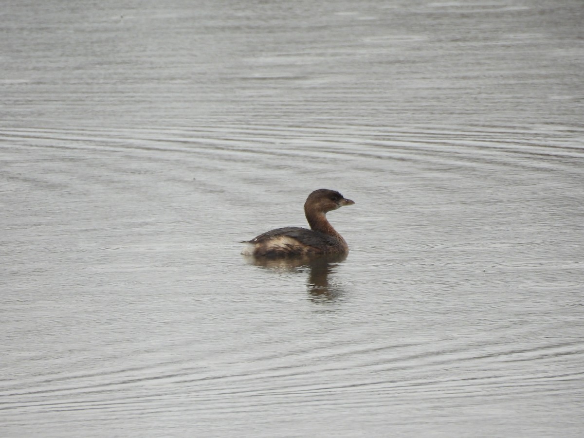 Pied-billed Grebe - ML652426658
