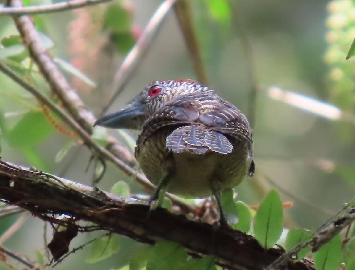 Batará Lineado - ML652426946