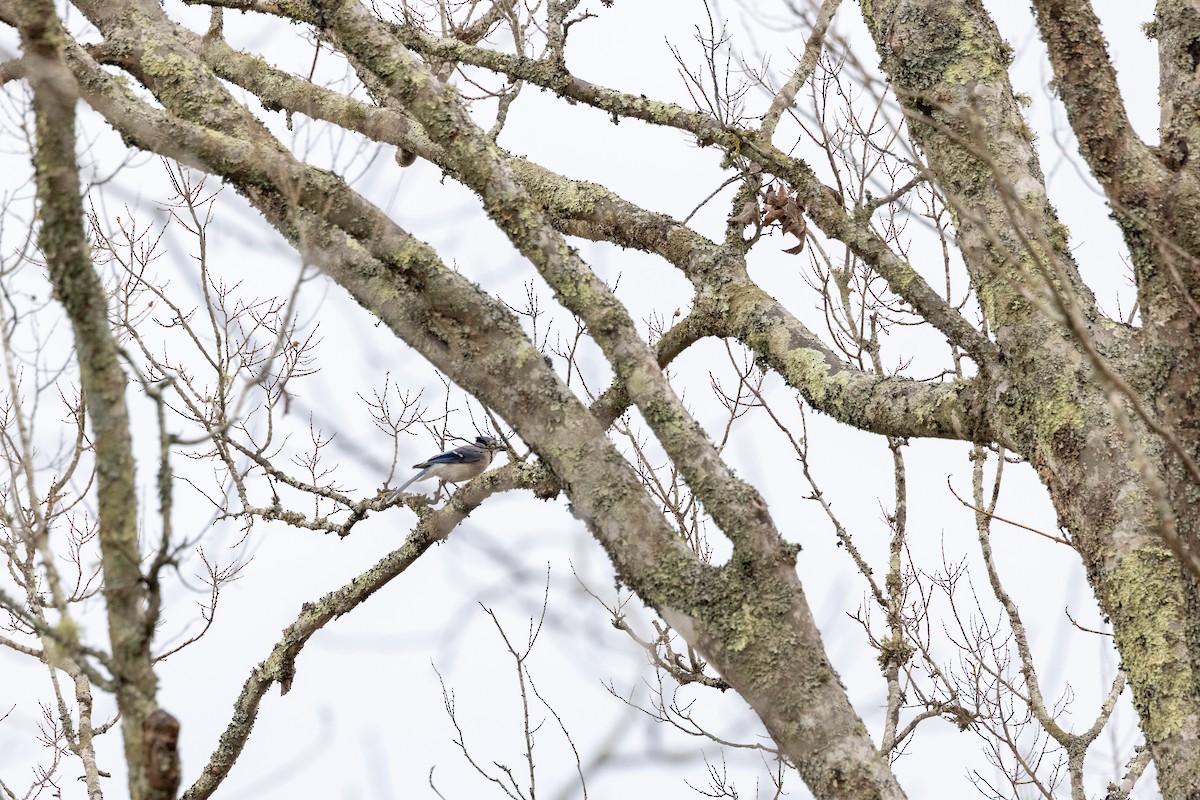 Blue Jay - ML652426971