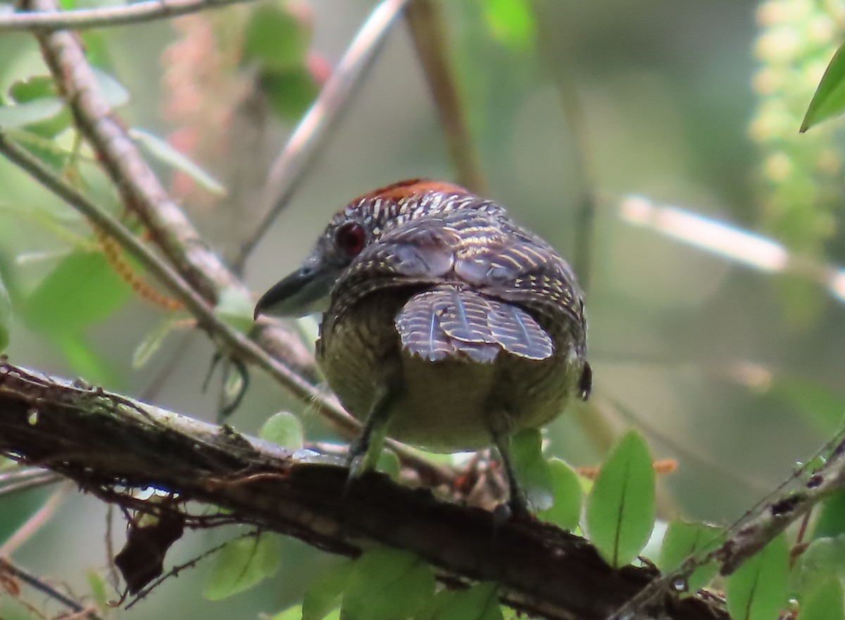 Batara fascié - ML652426980