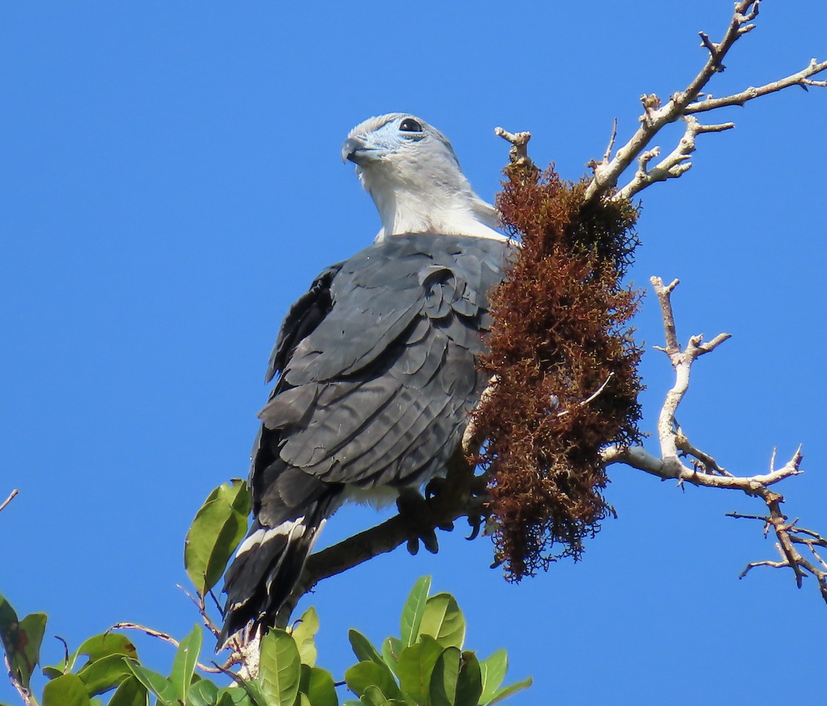Bec-en-croc de Cayenne - ML652427169