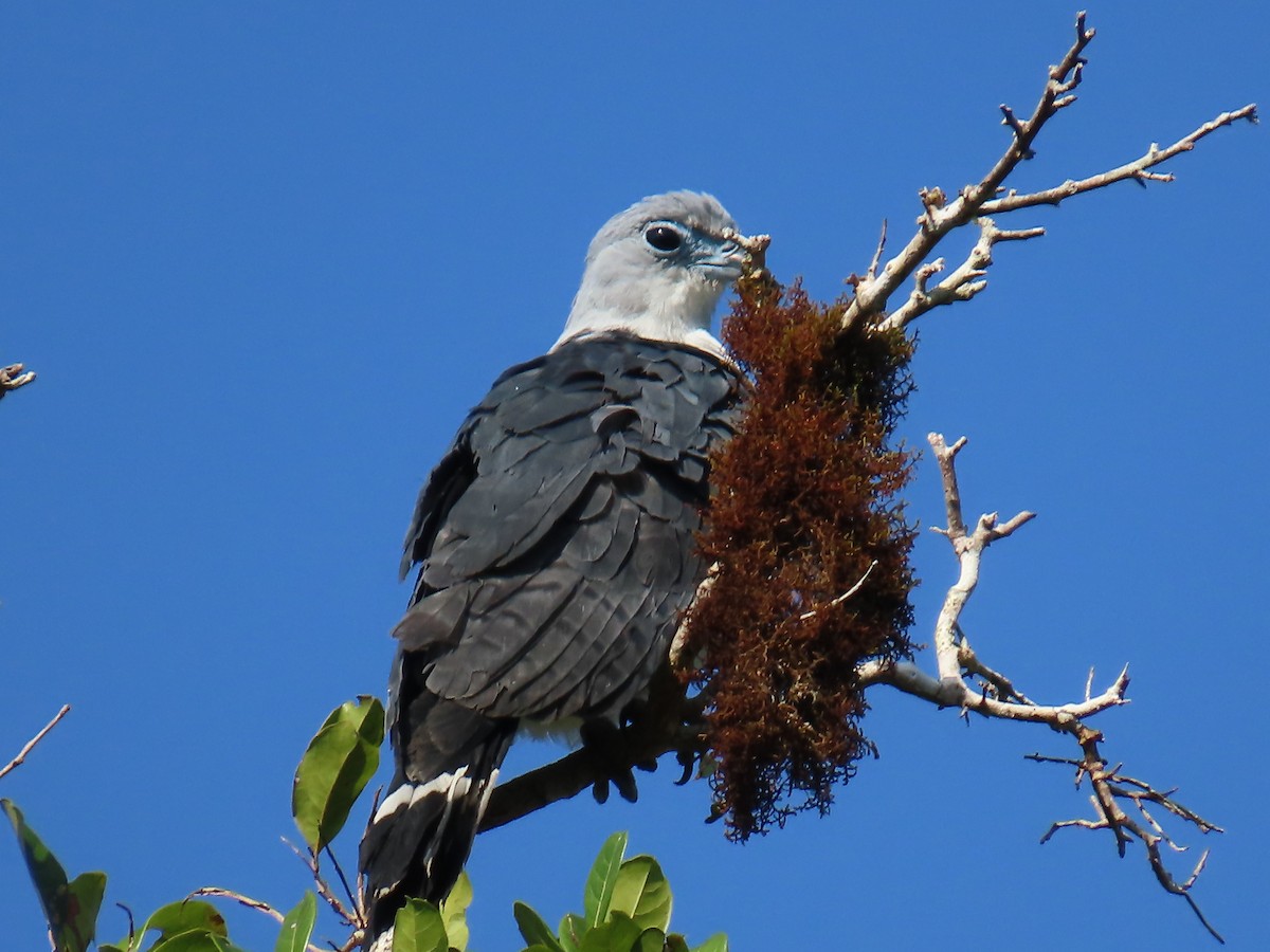 Bec-en-croc de Cayenne - ML652427195