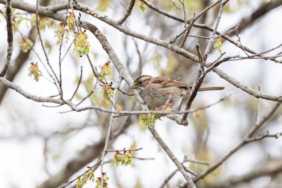 White-throated Sparrow - ML652427258