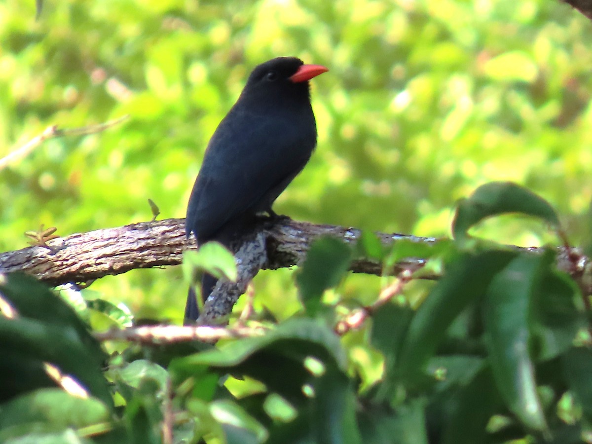 Barbacou unicolore - ML652427407