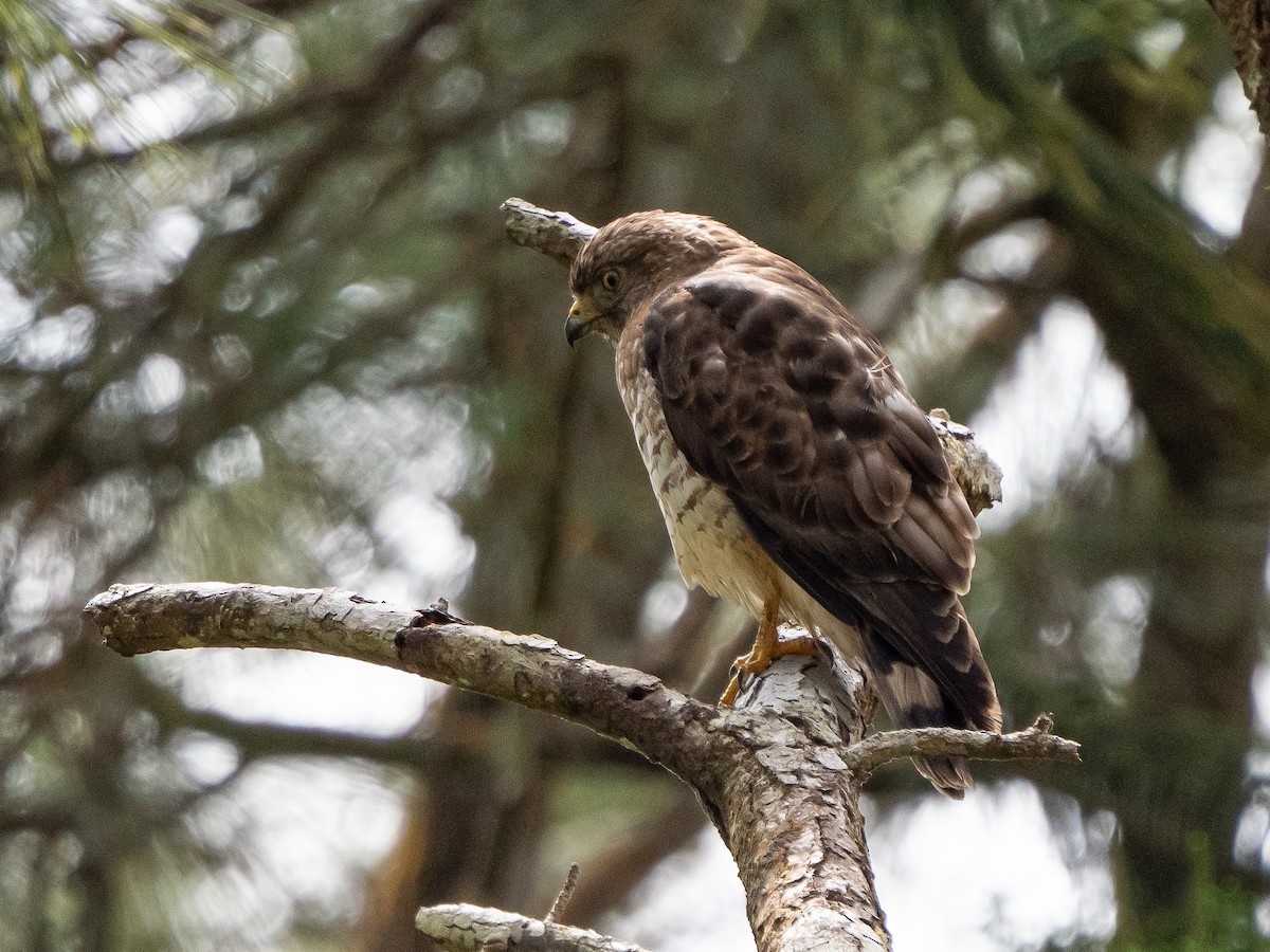 Busardo Aliancho - ML652427442