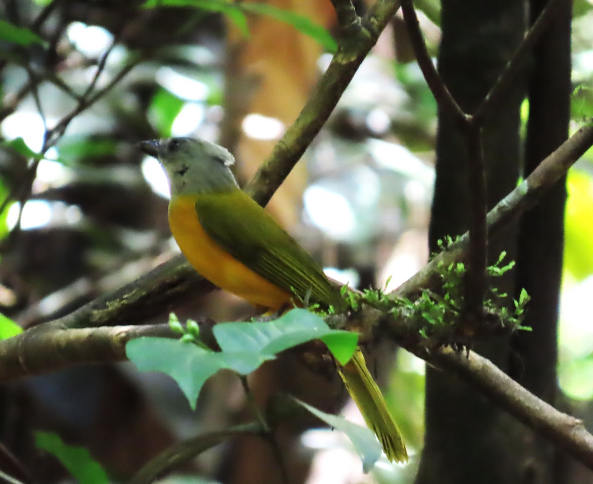 Tangara à tête grise - ML652427498