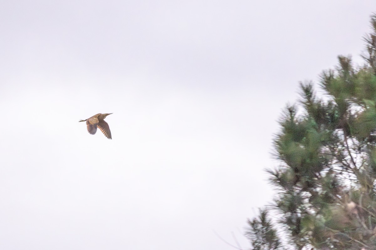American Bittern - ML652428197