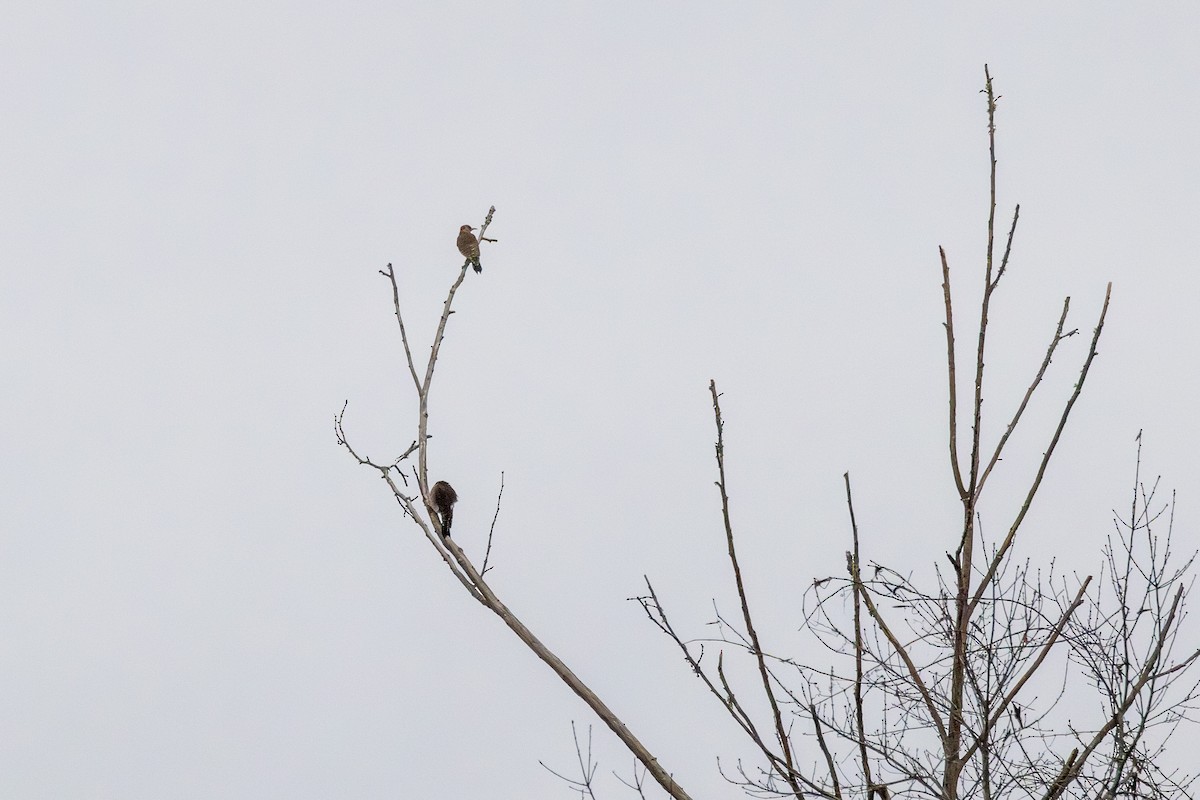 Northern Flicker - ML652428754