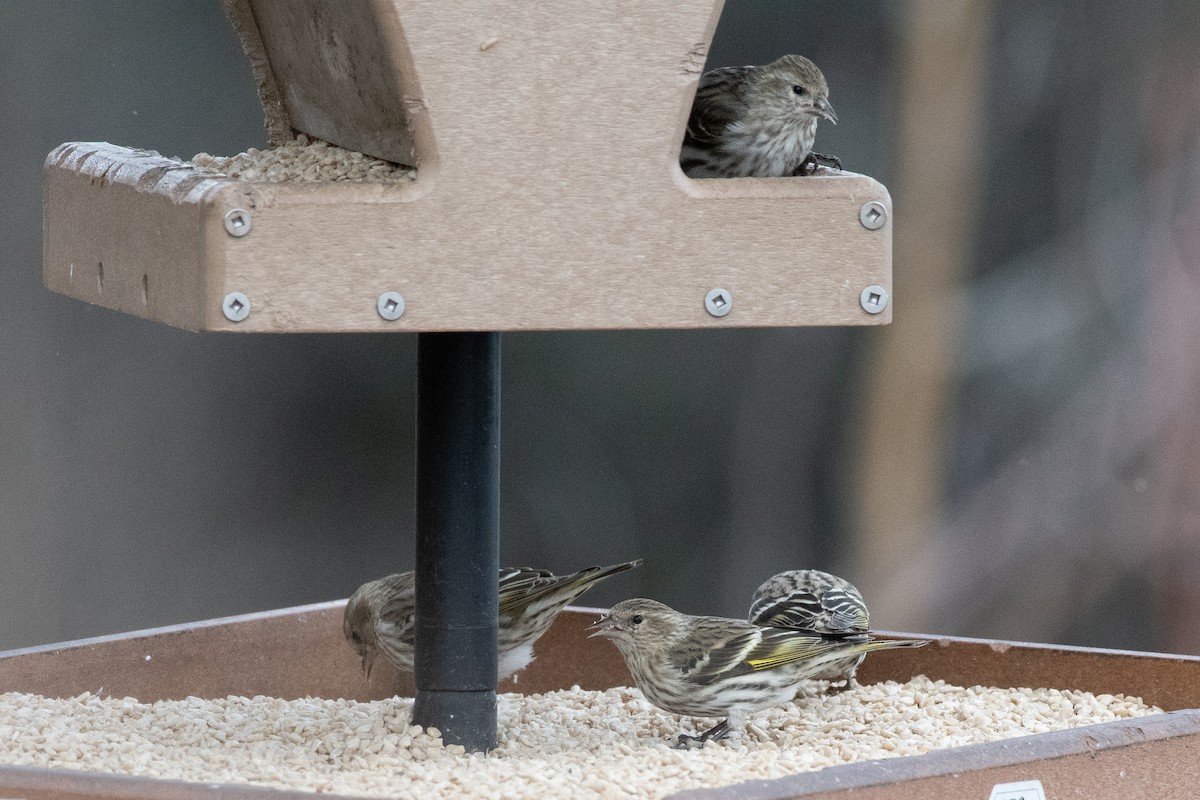 Pine Siskin - ML652429239