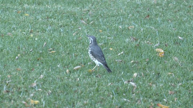Groundscraper Thrush - ML652429344