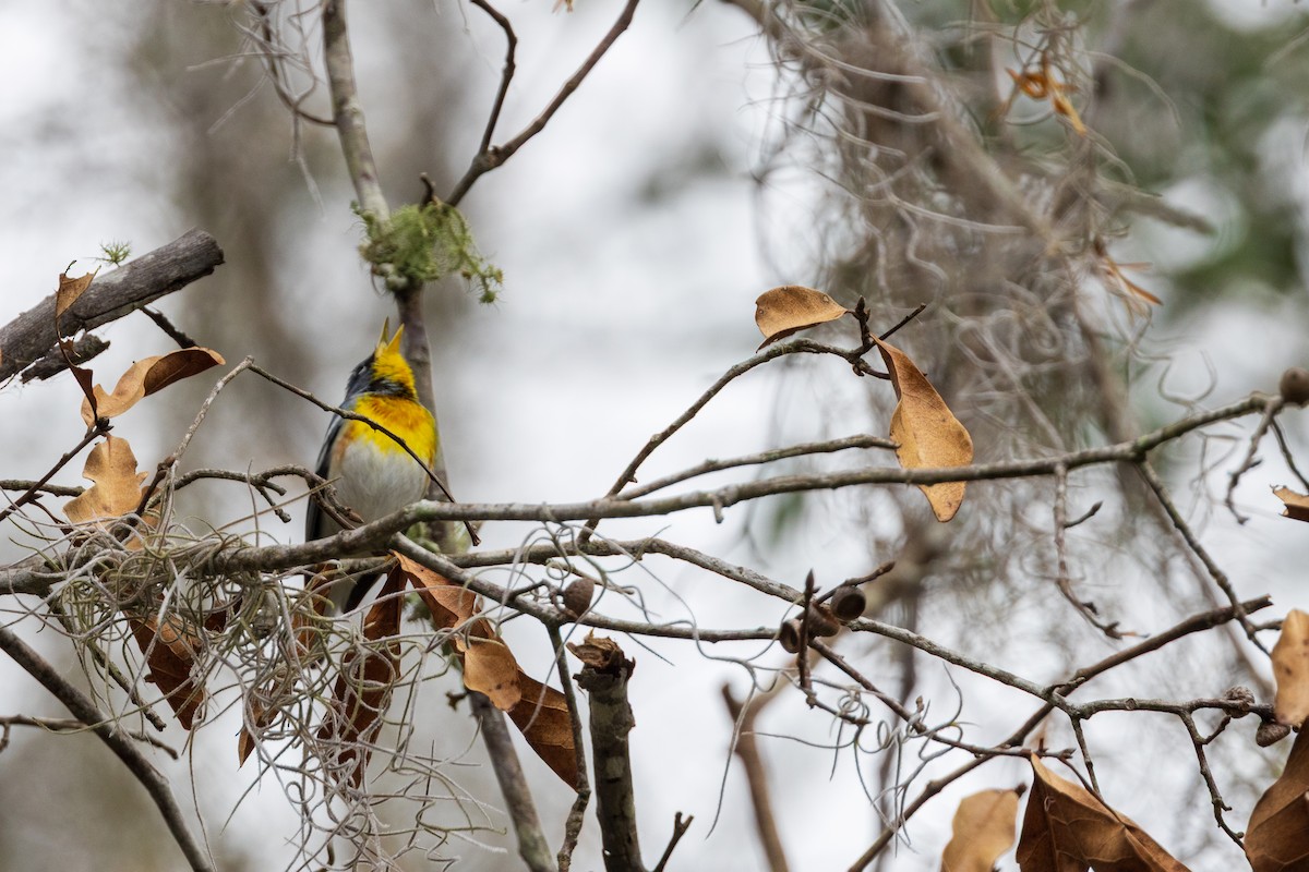 Northern Parula - ML652429498