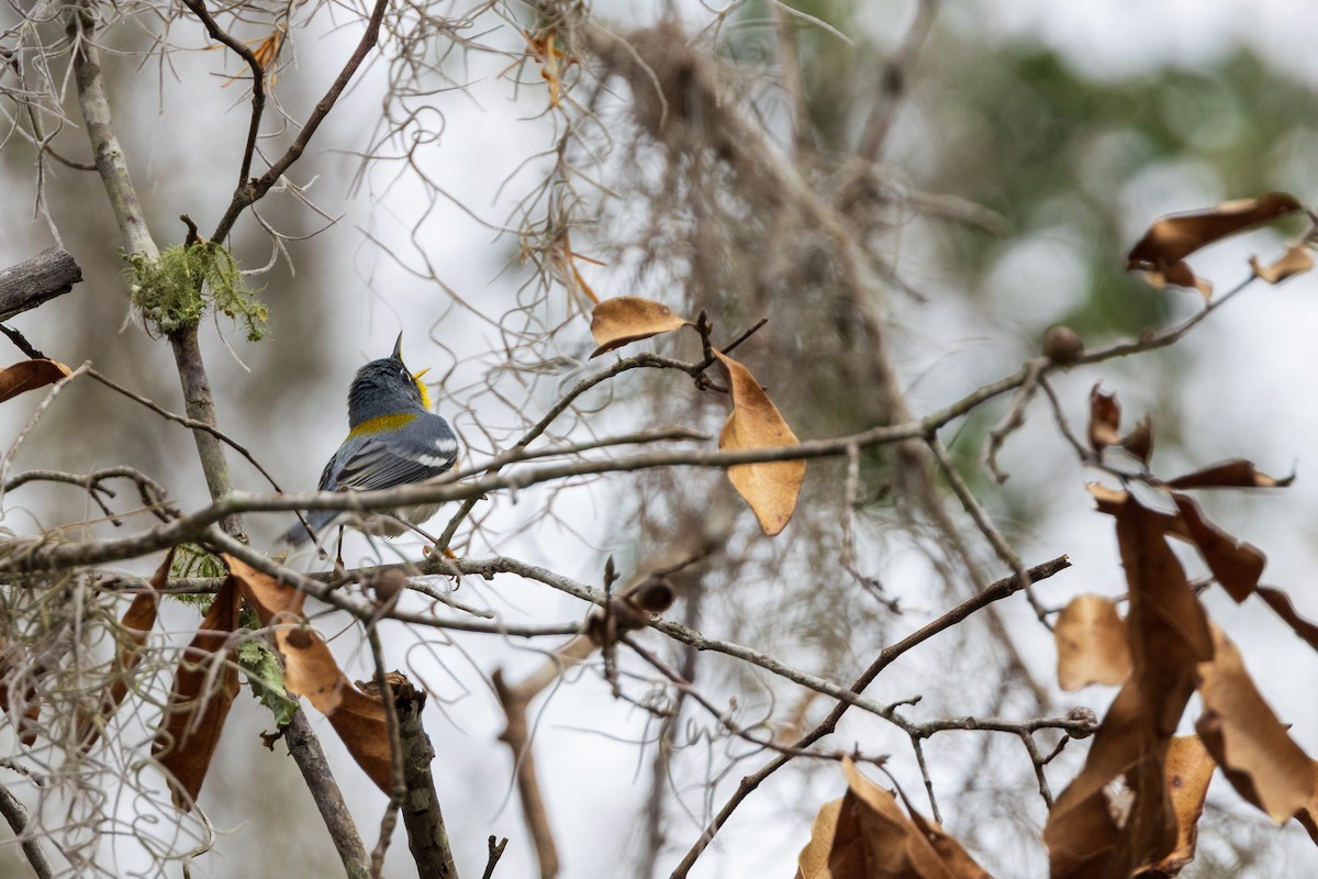 Northern Parula - ML652429505