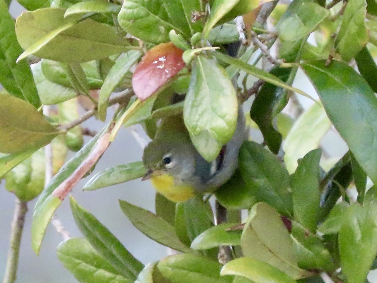 Northern Parula - ML652429738