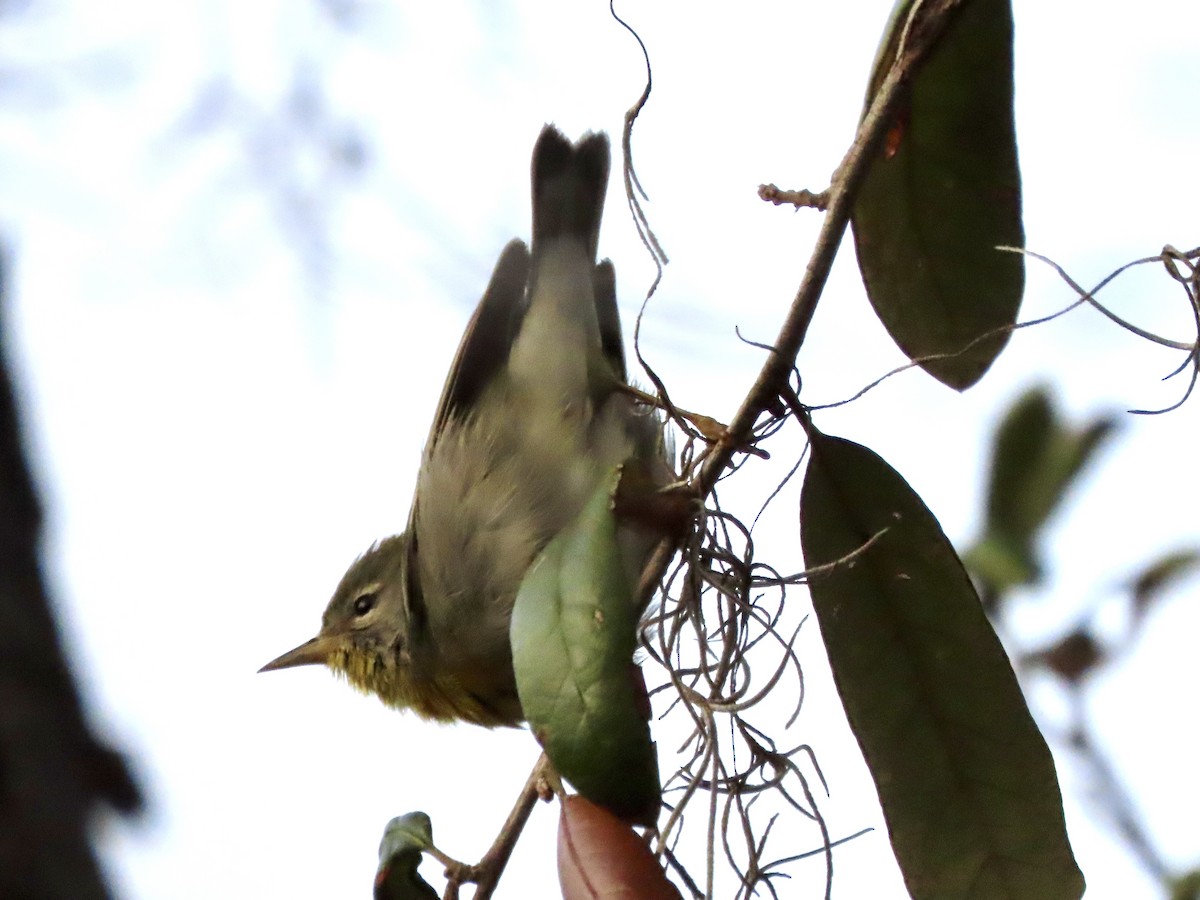 Northern Parula - ML652429739