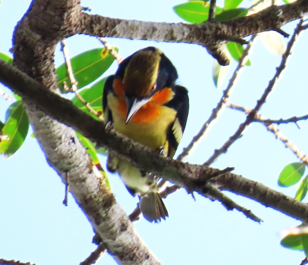 Cabézon doré - ML652429939