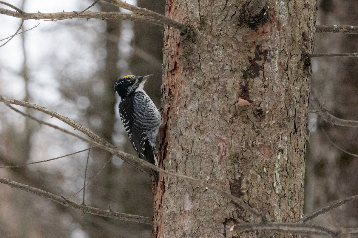 Fichtenspecht - ML652429968