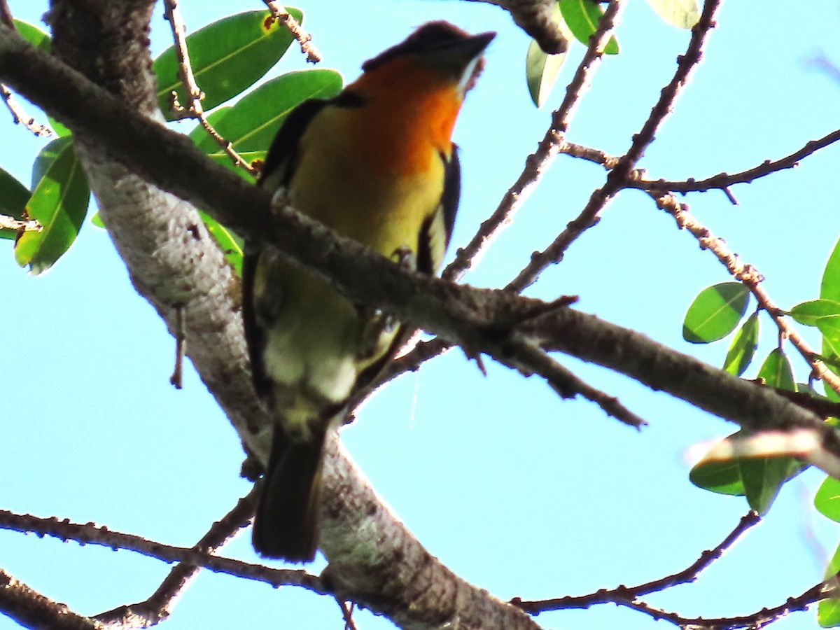 Cabézon doré - ML652429974