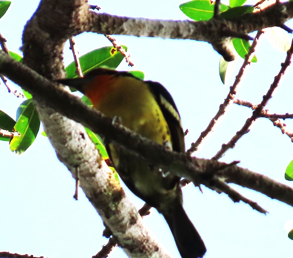 Cabézon doré - ML652430022