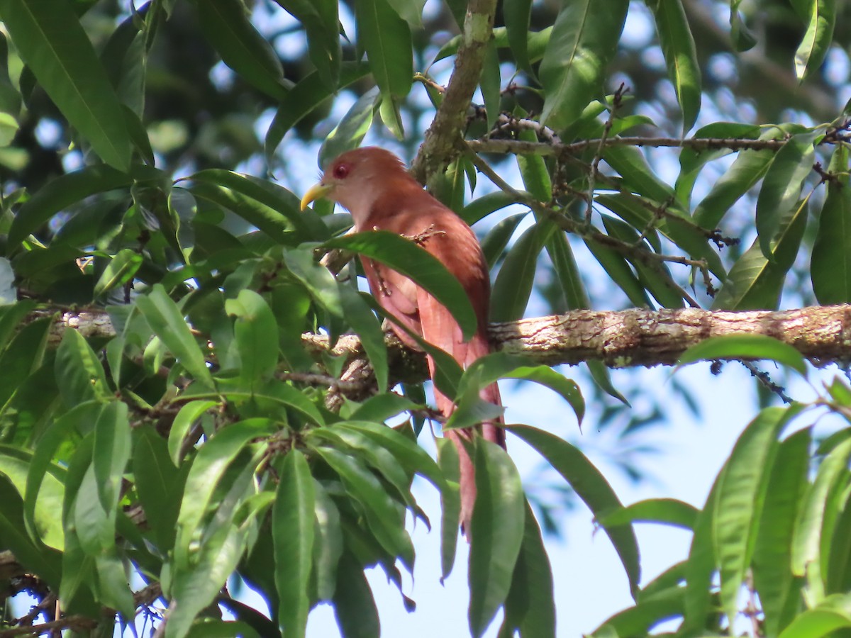 Petit Piaye - ML652430390