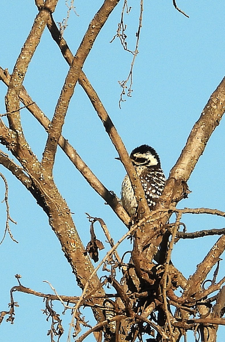 strakapoud proužkohřbetý - ML652430426
