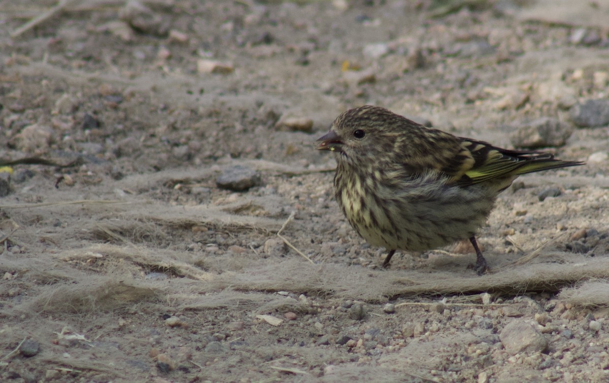 Pine Siskin - ML652430535