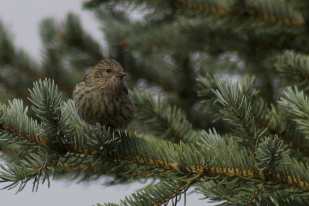 Pine Siskin - ML652430536