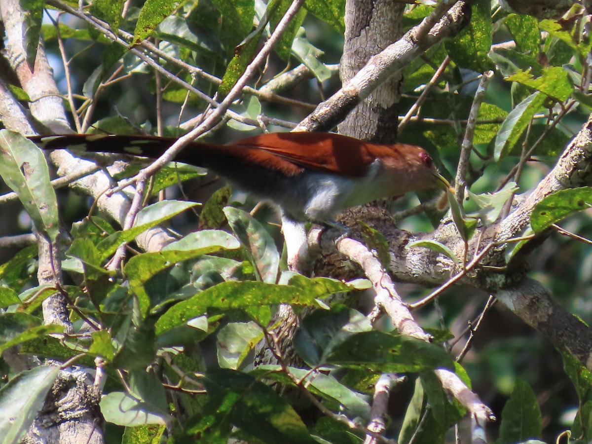 Piaye écureuil (groupe cayana) - ML652430539