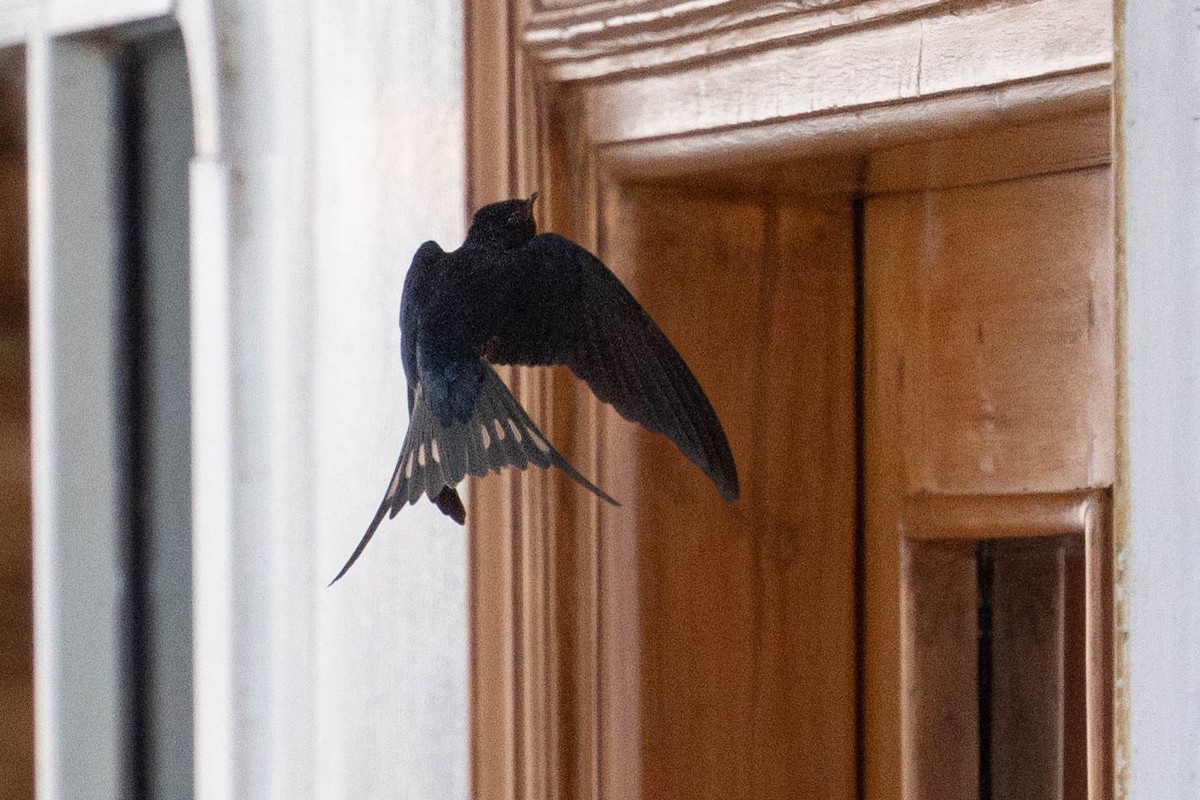 låvesvale (savignii) - ML652430718