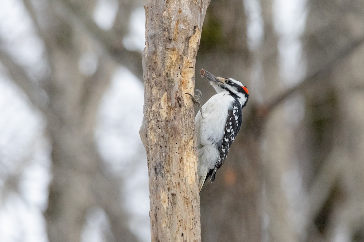 Haarspecht - ML652430726