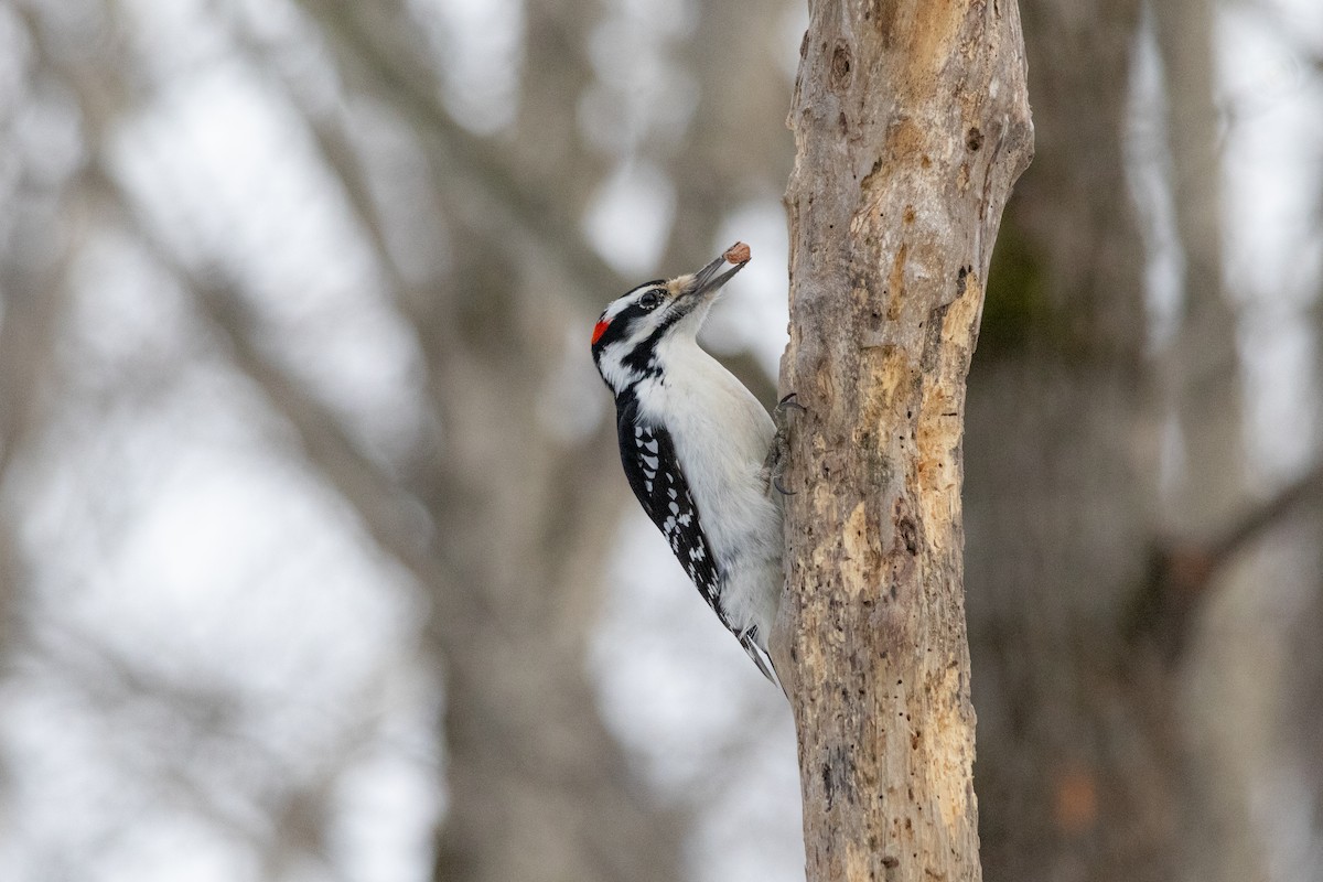 Haarspecht - ML652430727