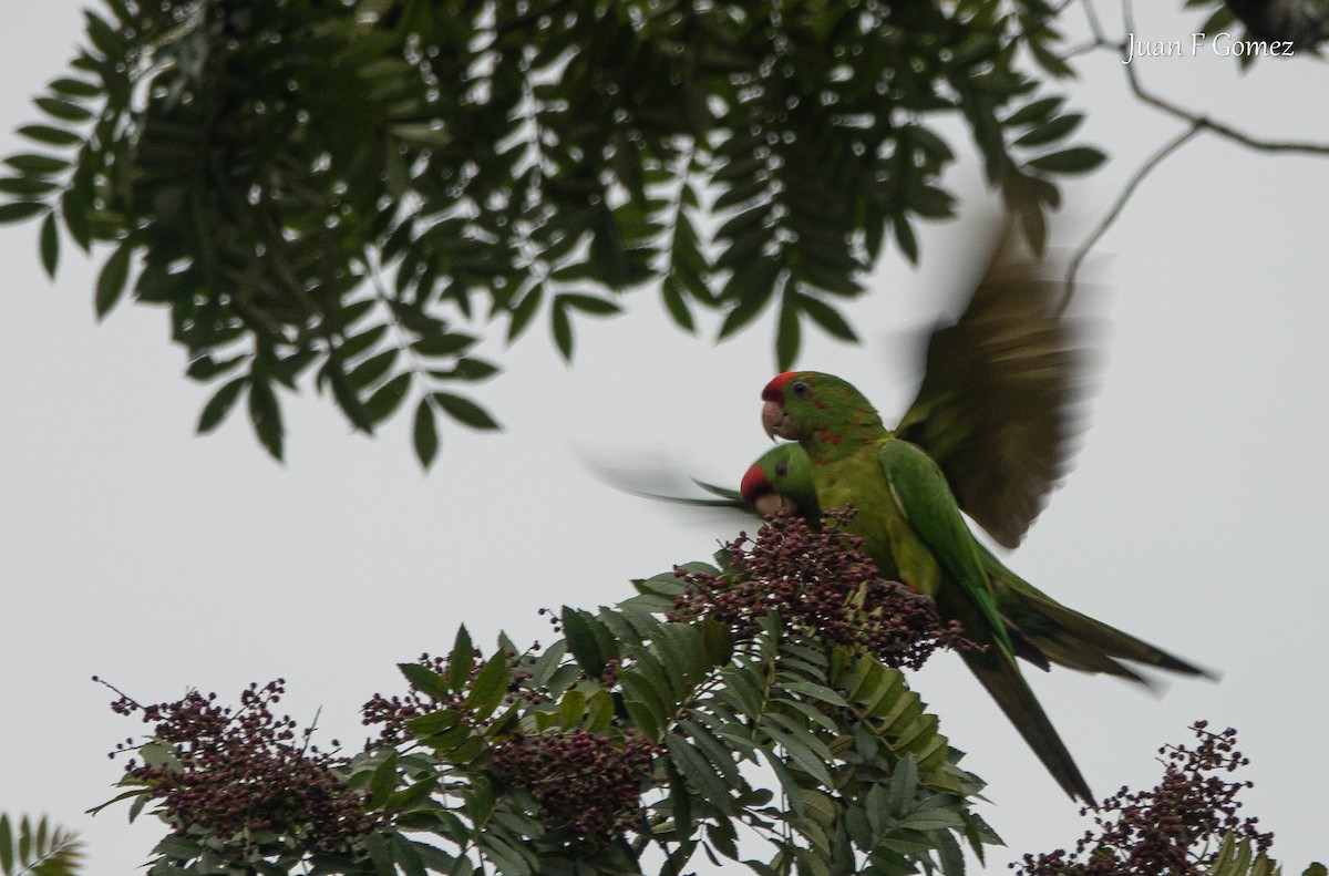 aratinga červenočelý - ML652430898