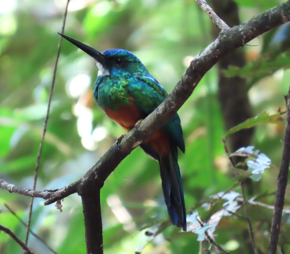 Jacamar vert - ML652430899