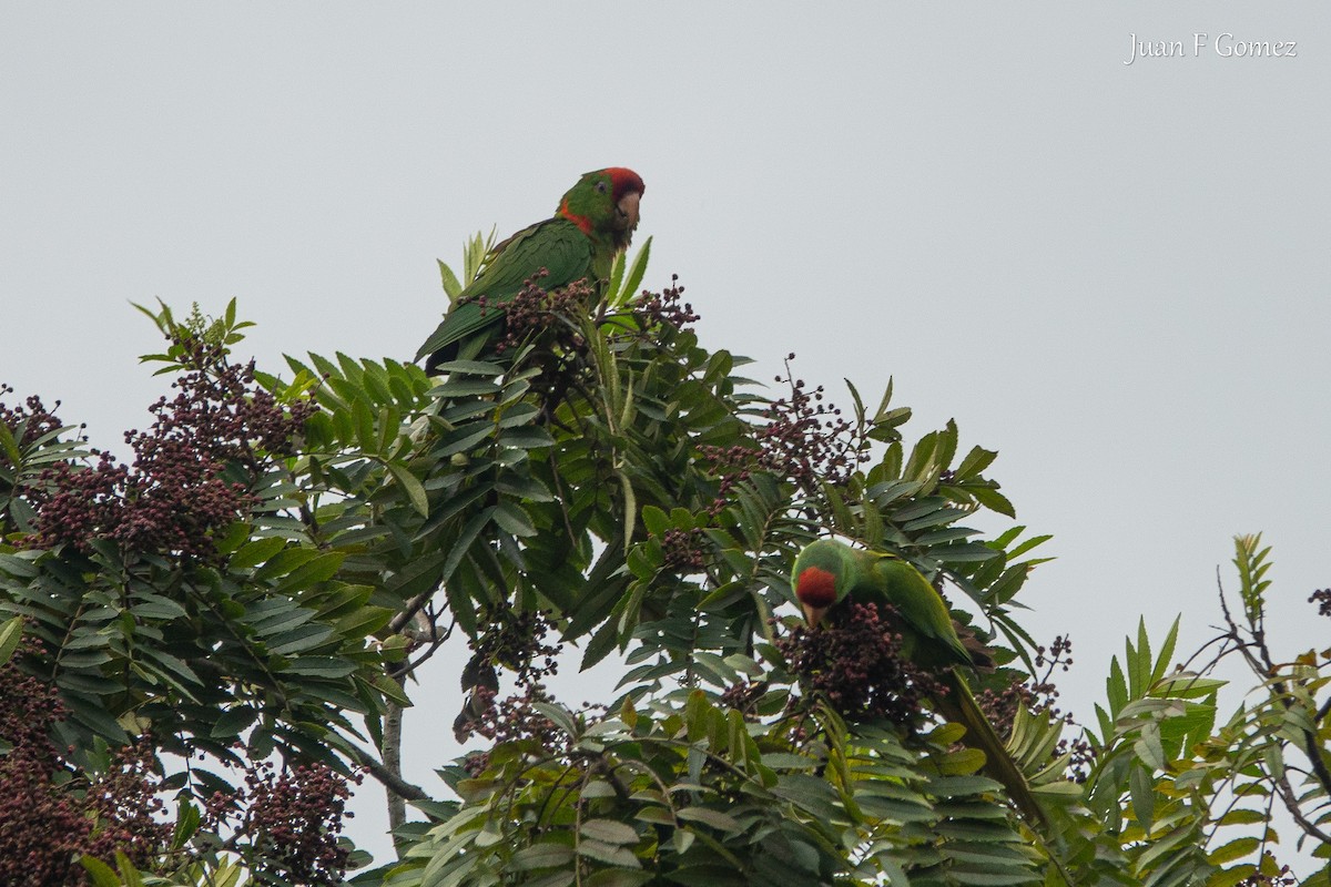 aratinga červenočelý - ML652430900
