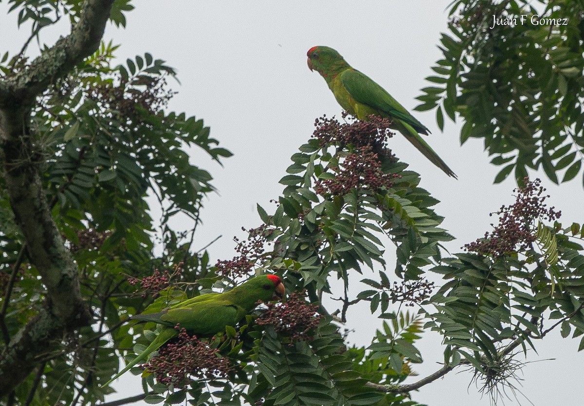 aratinga červenočelý - ML652430901