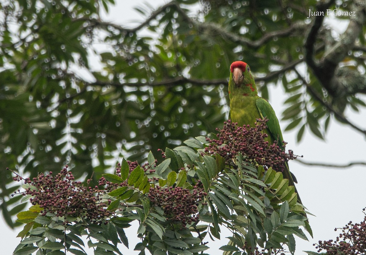aratinga červenočelý - ML652430902
