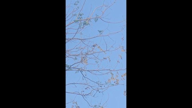 House Sparrow - ML652430913