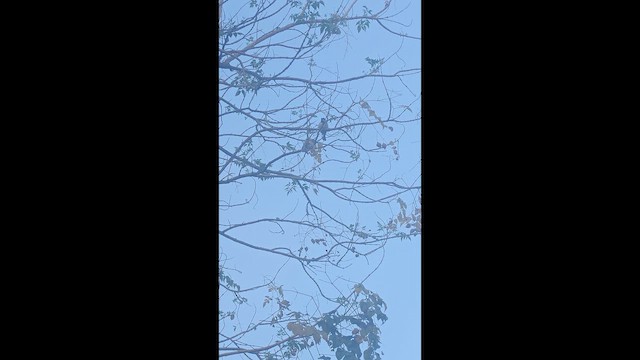 House Sparrow - ML652430928