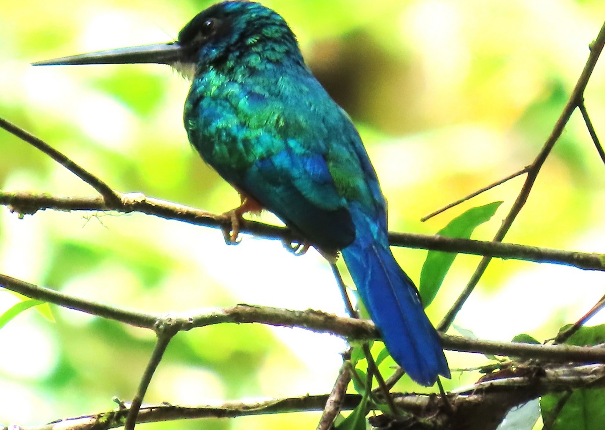 Jacamar vert - ML652430945