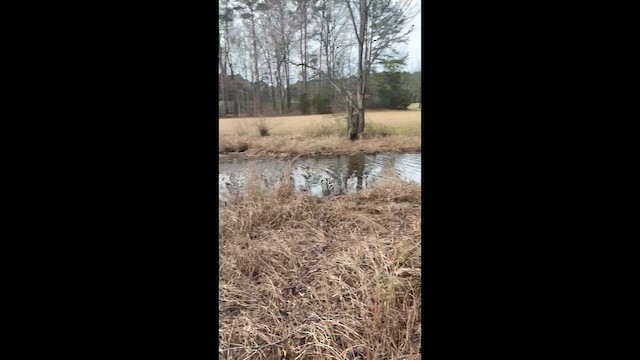 Mallard - ML652431144