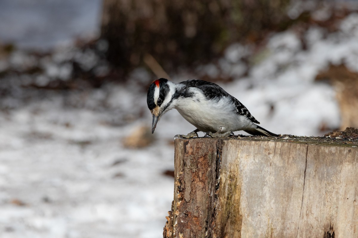 Haarspecht - ML652431191