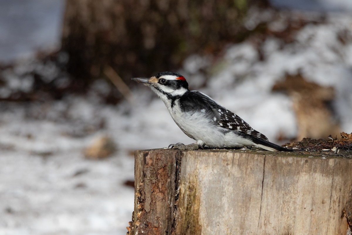 Haarspecht - ML652431192